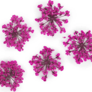 Molly Lac Suszone Kwiatki 5szt. Peach Pink