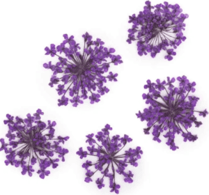 Molly Lac Suszone Kwiatki 5szt. Purple