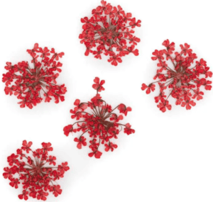 Molly Lac Suszone Kwiatki 5szt. Red