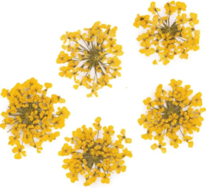 Molly Lac Suszone Kwiatki 5szt. Yellow